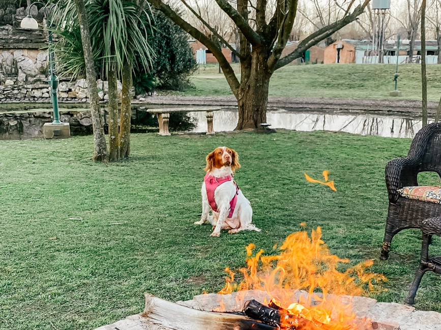 campo-mascotas-buenos-aires