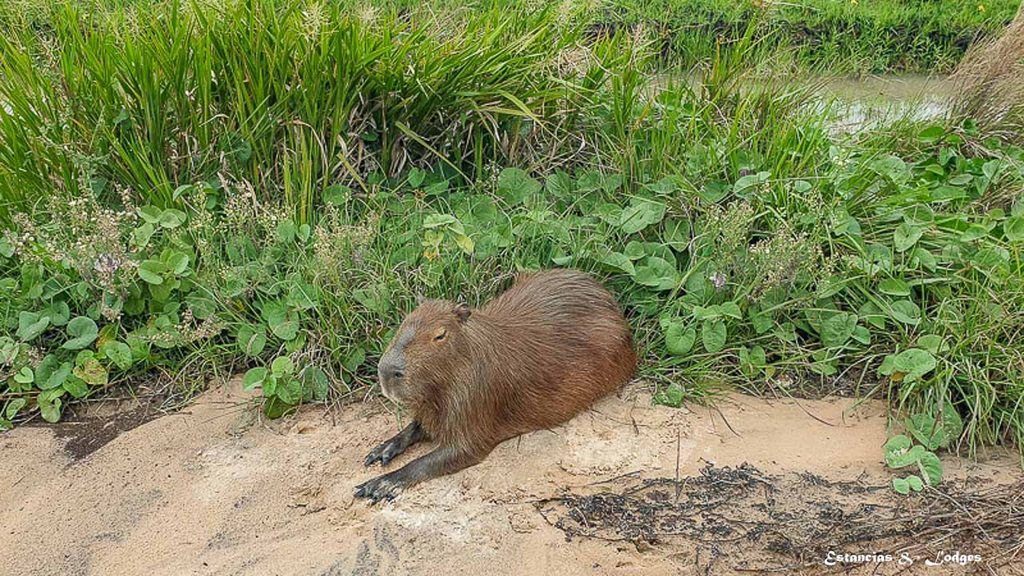 Carpincho en el parque Iberá